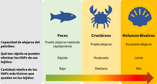 Capacidad de alejarse del petróleo:Peces: puede alejarse nadando rápidamente Crustáceos: puede alejarse
Moluscos Bivalvos: no puede alejarse Qué tan rápido se pueden eliminar los HAPs de sus tejidos:Peces: rápido
Crustáceos: moderado Moluscos Bivalvos: lento Cantidad relativa de los HAPs más tóxicos que quedan en los tejidos: 
Peces: bajo Crustáceos: mediano Moluscos Bivalvos: alto