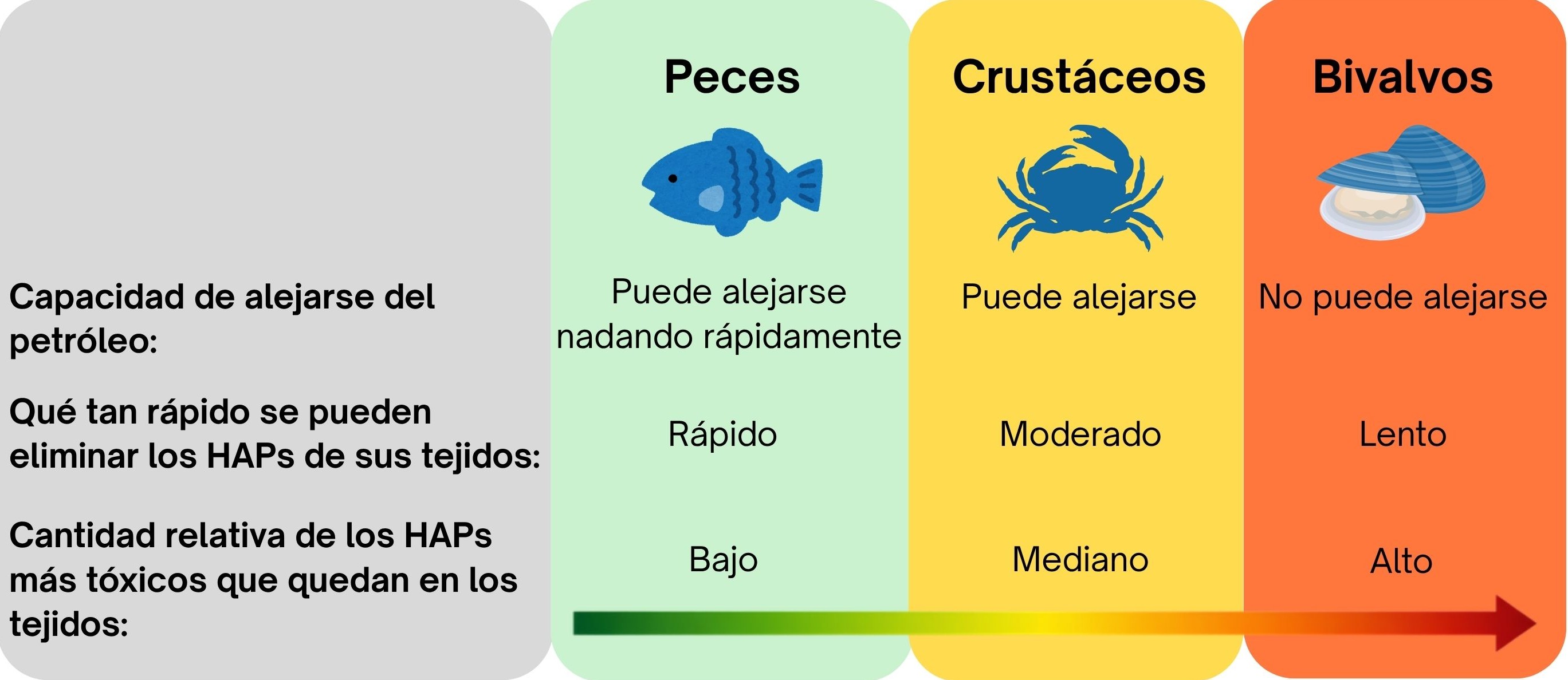 Capacidad de alejarse del petróleo:Peces: puede alejarse nadando rápidamente Crustáceos: puede alejarse
Moluscos Bivalvos: no puede alejarse Qué tan rápido se pueden eliminar los HAPs de sus tejidos:Peces: rápido
Crustáceos: moderado Moluscos Bivalvos: lento Cantidad relativa de los HAPs más tóxicos que quedan en los tejidos:
Peces: bajo Crustáceos: mediano Moluscos Bivalvos: alto