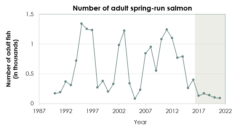 Number of adult spring-run salmon have flat-lined from 2017 to 2022