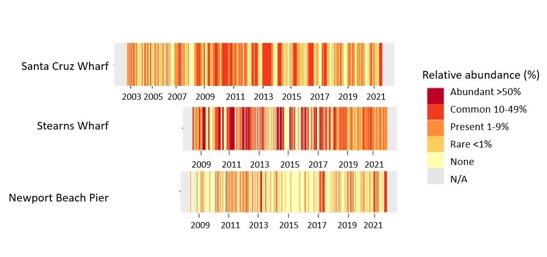 The heatmaps present results of weekly sampling for Pseudo-nitzchia at three of the nine stations that are part of the California Harmful Algal Bloom Monitoring Alert Program. The colors represent the relative abundance index – the percentage of Pseudo-nitzchia compared to all other phytoplankton species in a given sample.