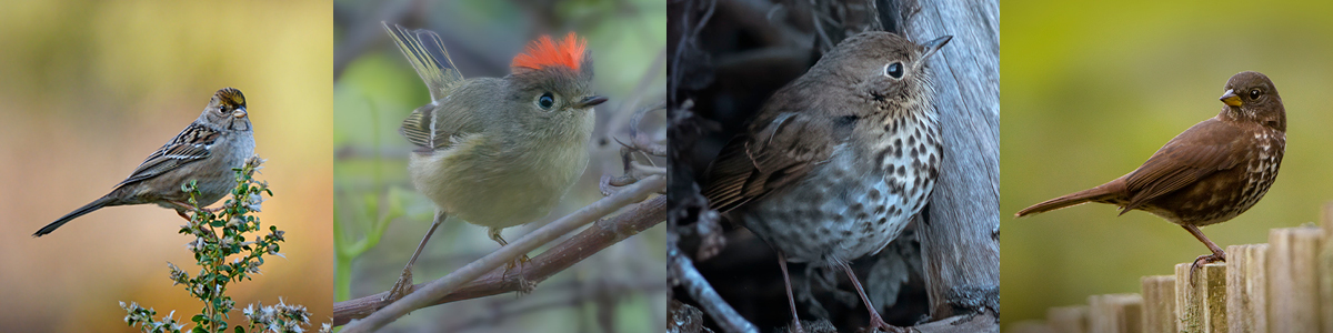 Four birds, from left to right: Golden-crowned sparrow, ruby-crowned kinglet, Hermit's thrush, and fox sparrow.