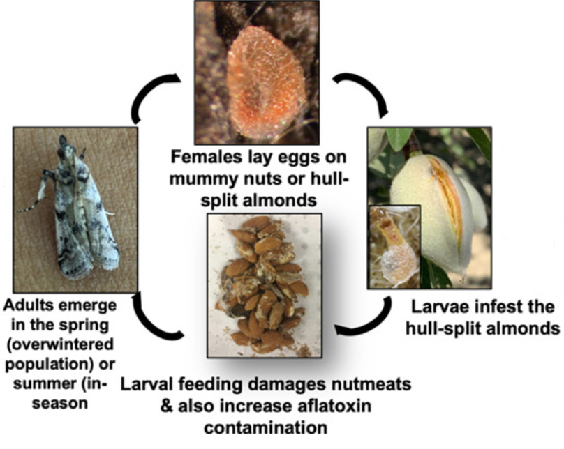 Lifecycle of the naval orangeworm: Females lay eggs on mummy nuts or hull-split almonds, then larvae infest the hull-split almonds, then larval feeding damages nutmeats and also increase aflatoxin contamination, then adults emerge in the spring or summer
