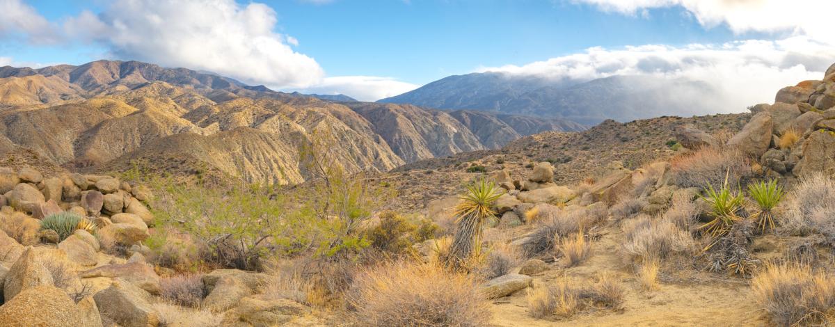 Deep canyon transect, with mountains in the background and desert scrub plants in the foreground