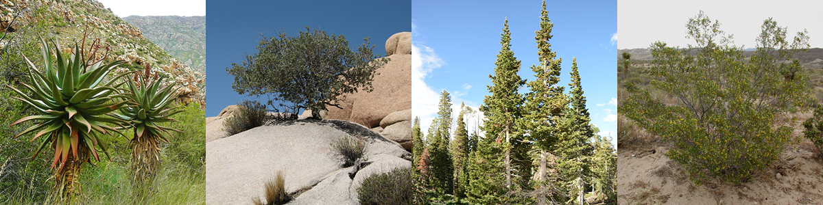 four photos, from left to right: desert agave, Muller's scrub oak, white fir, and creosote bush