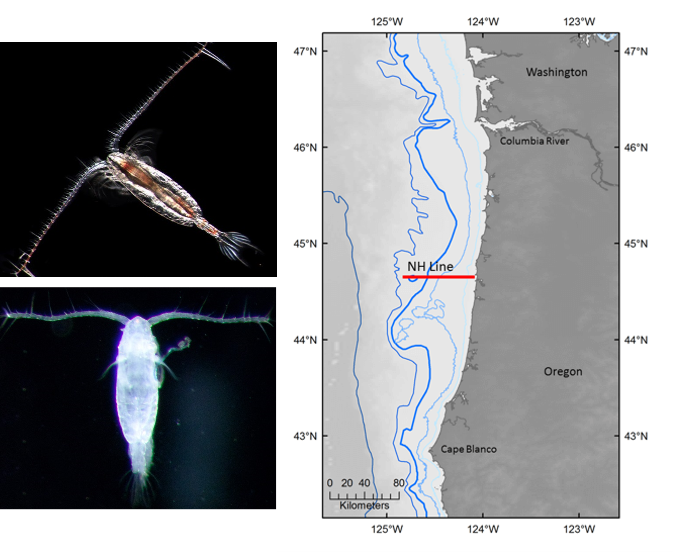 On the left are images of copepod species (Calanus marshallae (top left) Acartia tonsa (bottom left)) and on the right is a map of the copepod populations locations. 