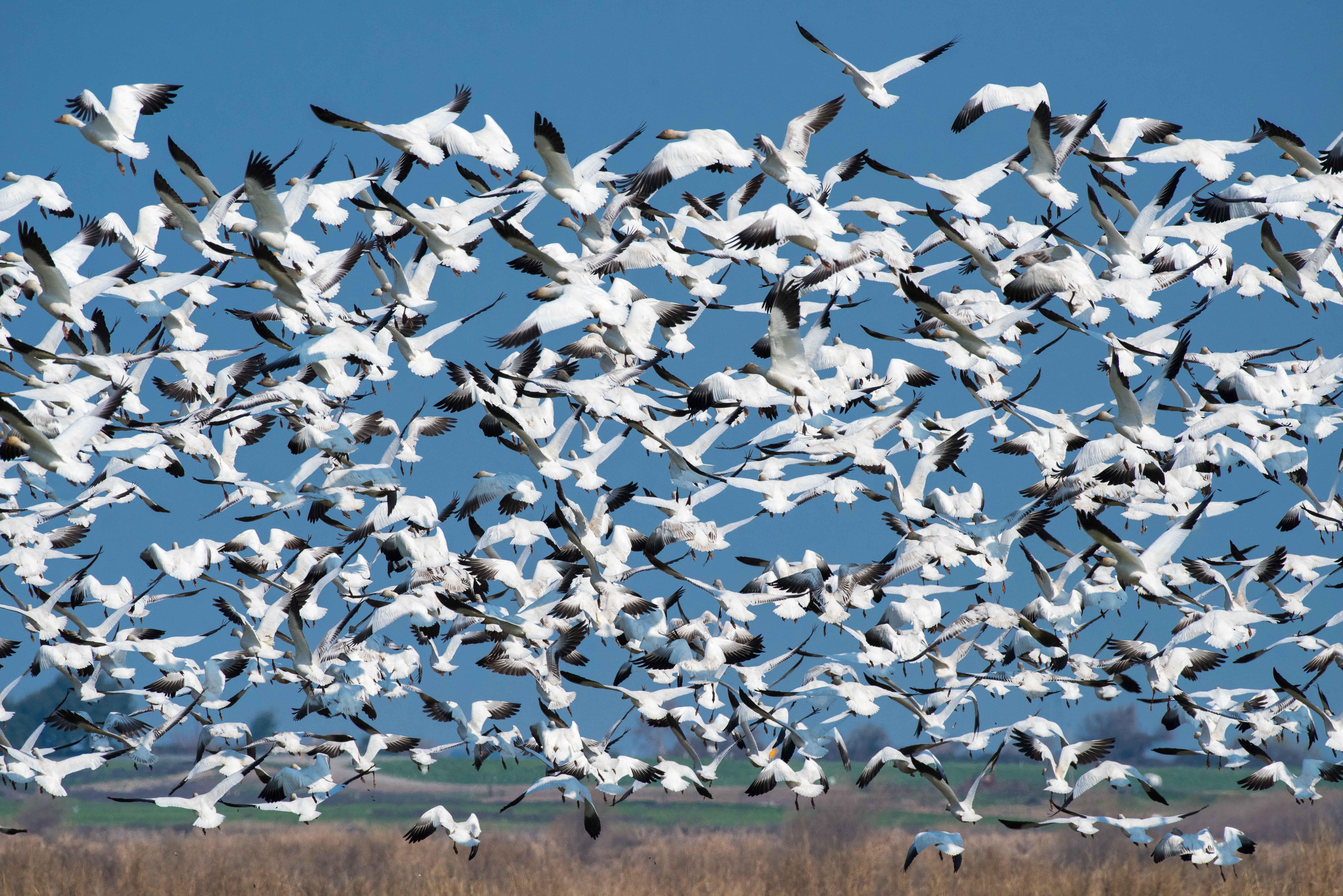Flock of Snow Geese take flight above a field on Twitchell Island in the Sacramento-San Joaquin River Delta.