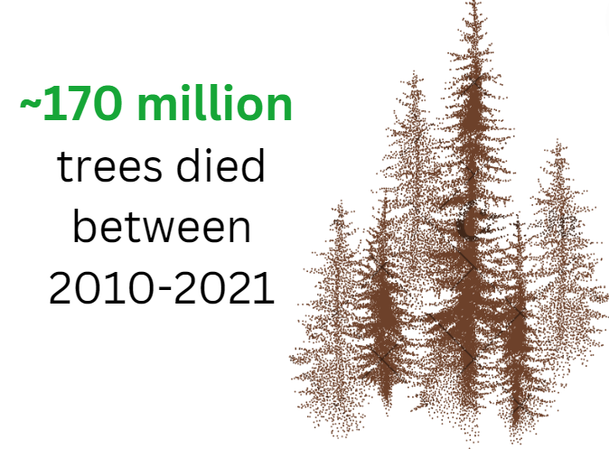 Infographic that says that roughly 170 million trees died between 2010 and 2021