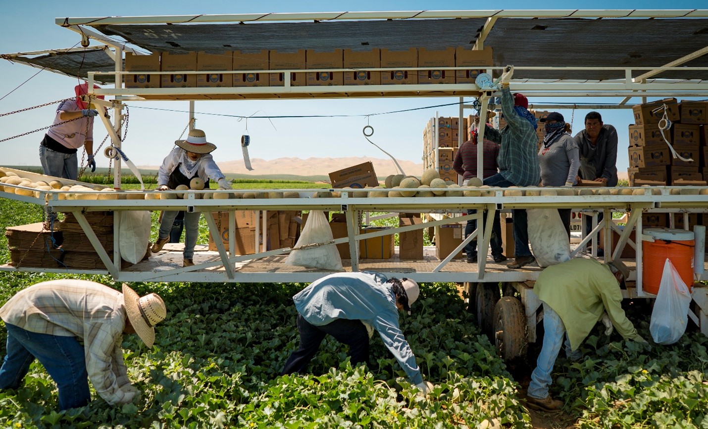 Photo of workers picking cantaloupes