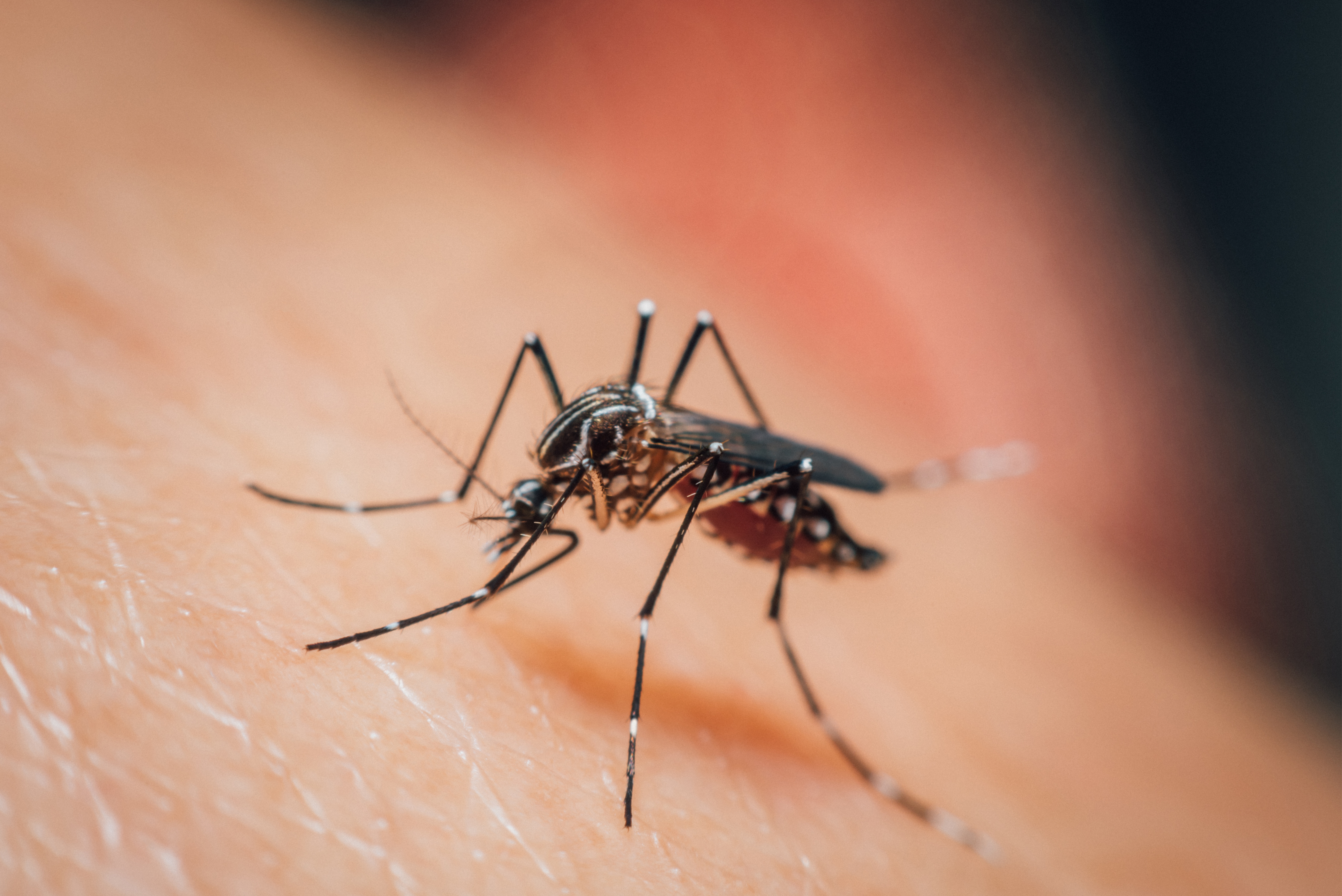 Culex tarsaris (mosquito) on human skin.