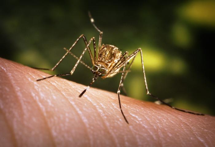 Aedes aegypti (mosquito) on human skin. 