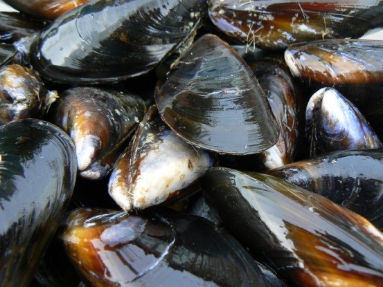 Un imagen de mejillones