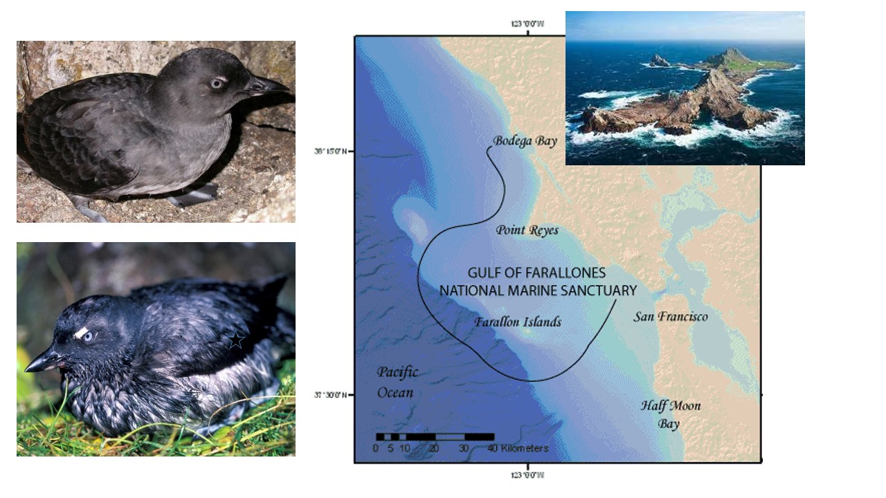 Two photos of Cassin's auklet are on the left and a Map of the gulf of Farallonnes with an inset of the Farallon islands