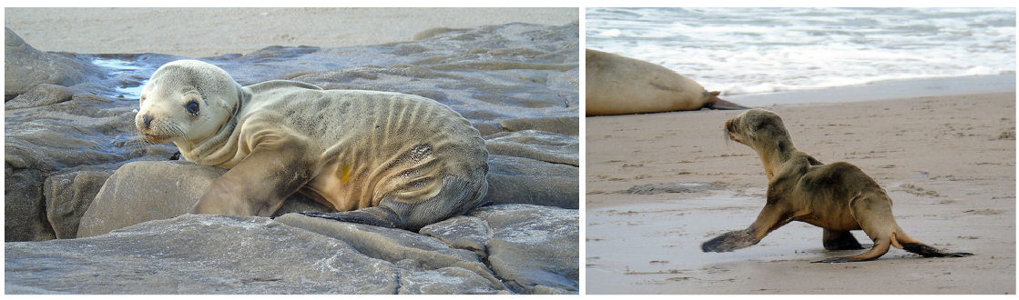 Two emaciated sea lion pups