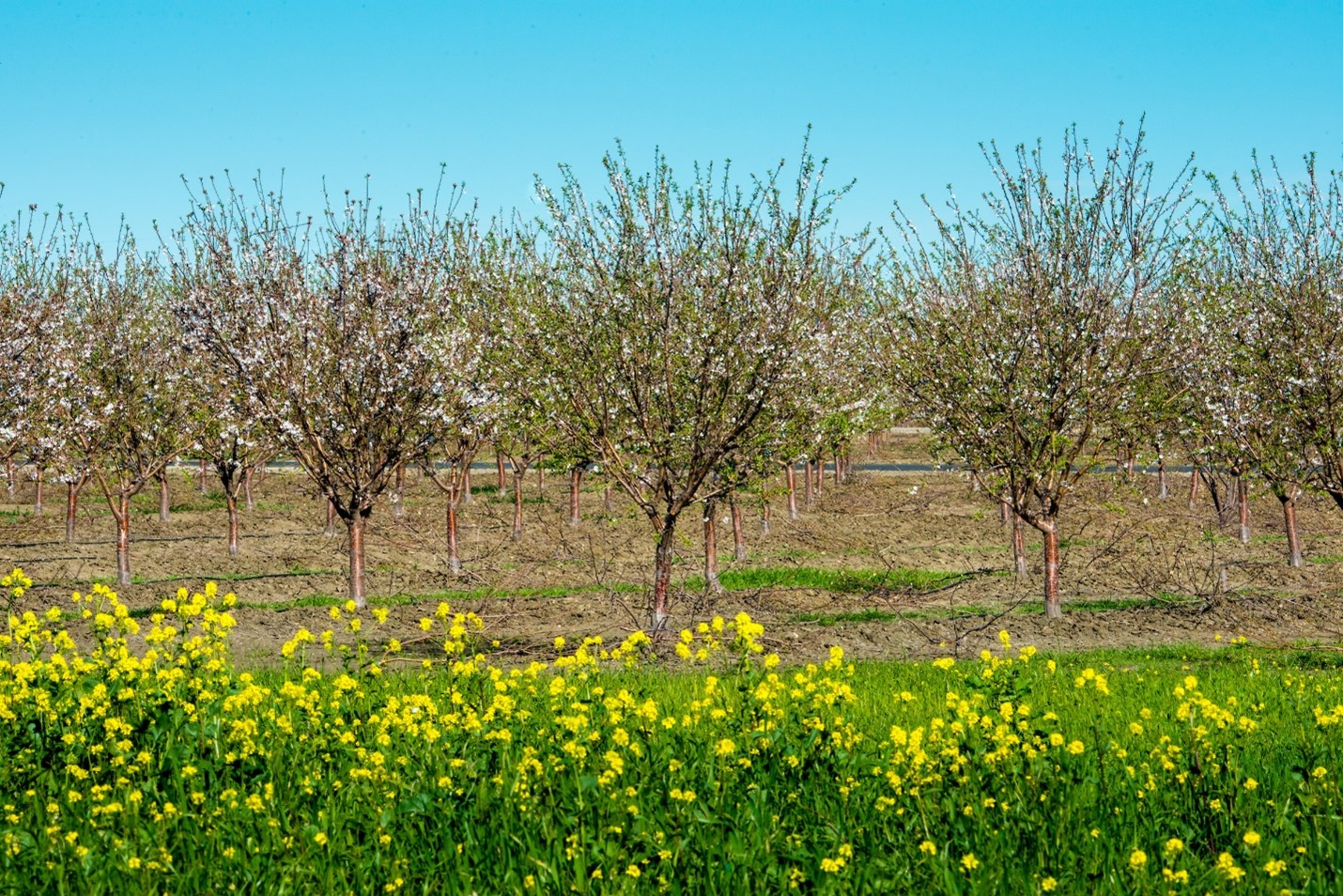 An alond orchard in spring.  Trees are just budding and a bright yellow patch of mustard flowers is edging the orchard
