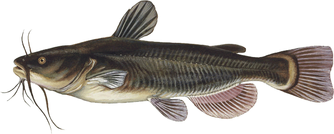 black bullhead