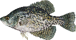 crappie