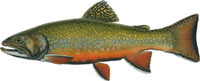 Brook trout