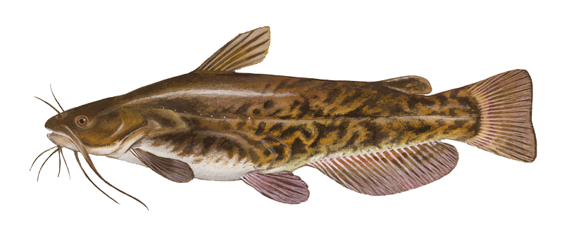 bullhead