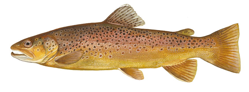 Brown trout