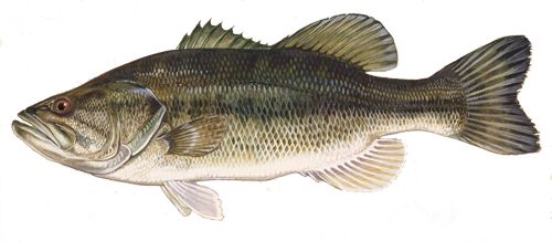 largemouth bass