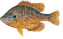 pumpkinseed