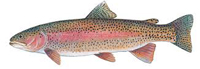 Rainbow trout
