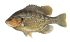 Image of redear sunfish