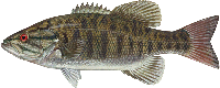 smallmouth bass