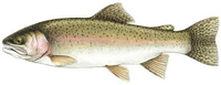 Trout
