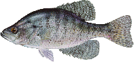 white crappie