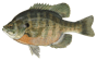 Sunfish Species - OEHHA