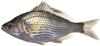 shiner perch