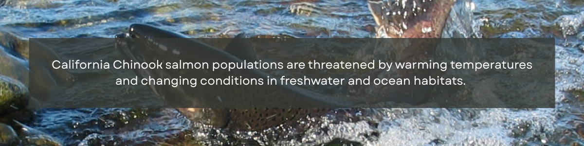 Chinook salmon breaching the water's surface in the background with text in the foreground that says "California Chinook salmon populations are threatened by warming temperatures and changing conditions in freshwater and ocean habitats."