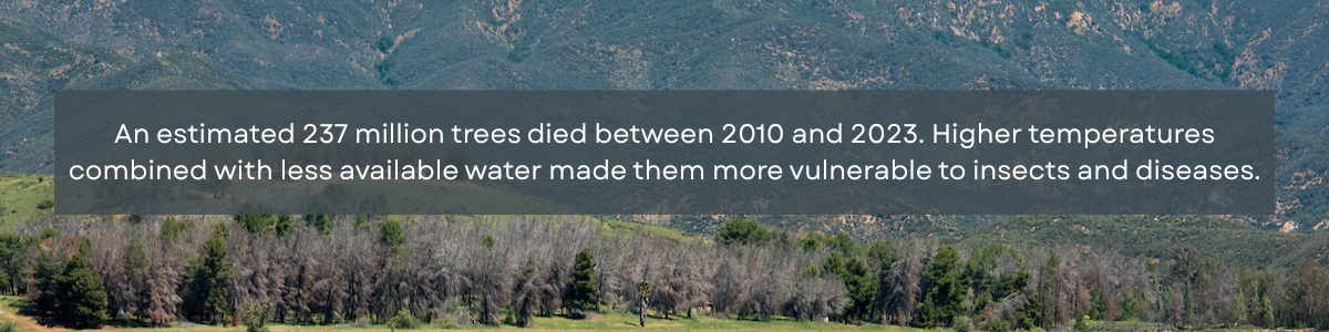 Forested mountains with sections of dead and dying trees in the background and text in the foreground that says "An estimated 237 million trees died between 2010 and 2023. Higher temperatures combined with less available water made them more vulnerable to insects and diseases."