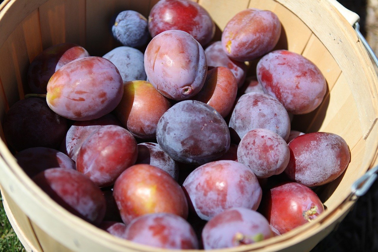 Basket of plums