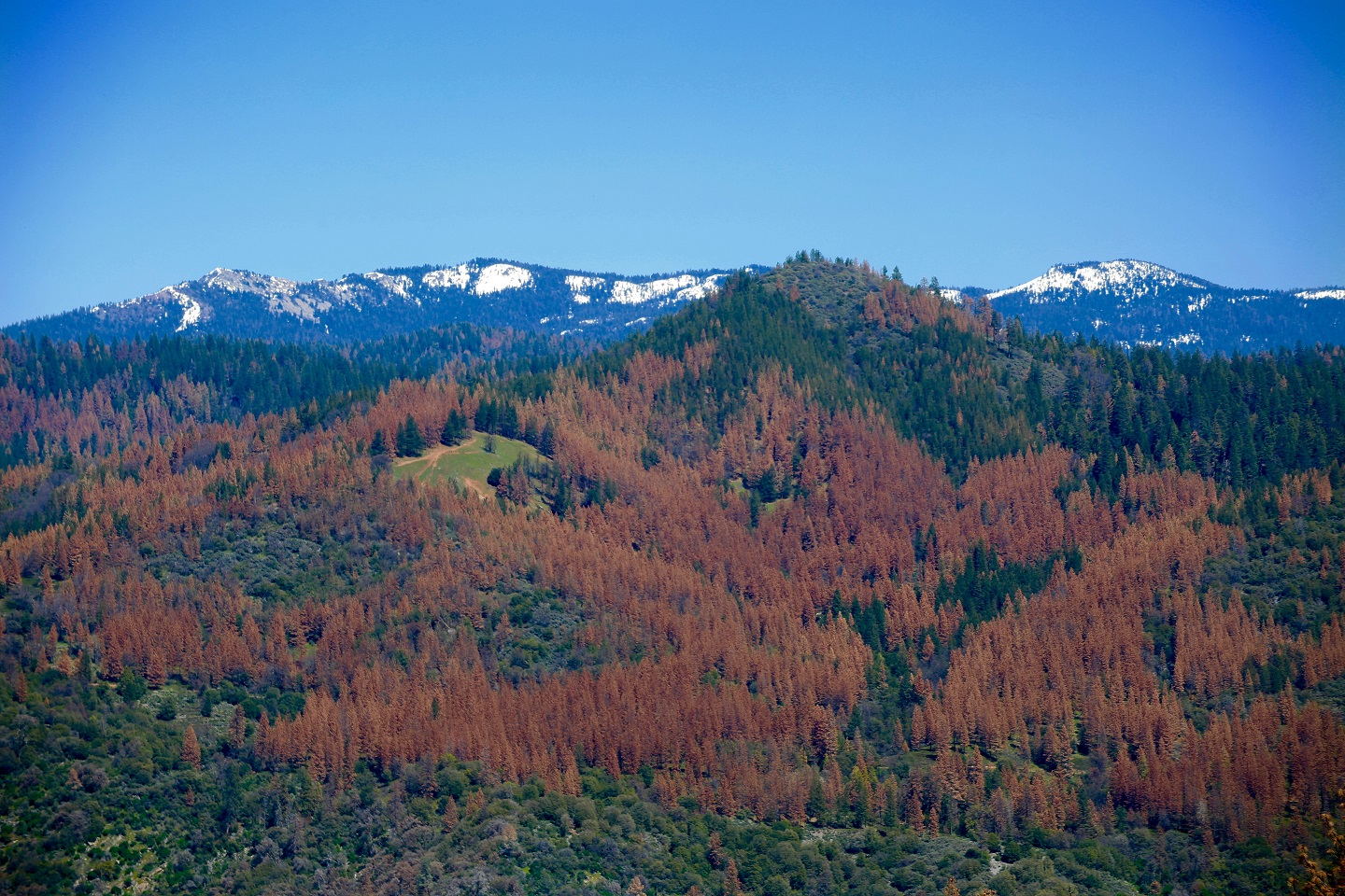 Dead trees lining the Sierra Nevada, with snowy peaks in the background