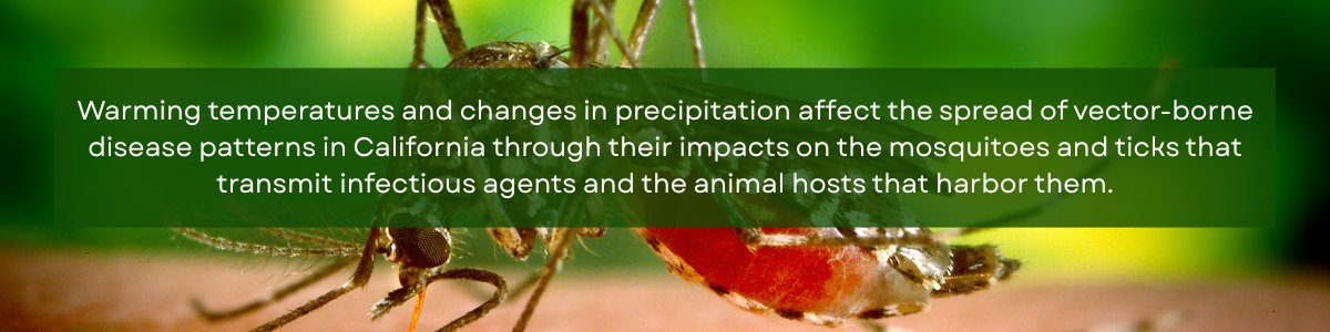 Mosquito biting skin in the background with text in the foreground that says "Warming temperatures and changes in precipitation affec the spread of vector-orne disease patterns in California through their impacts on the mosquitoes and ticks that transmit infectious agents and the animal hosts that harbor them."