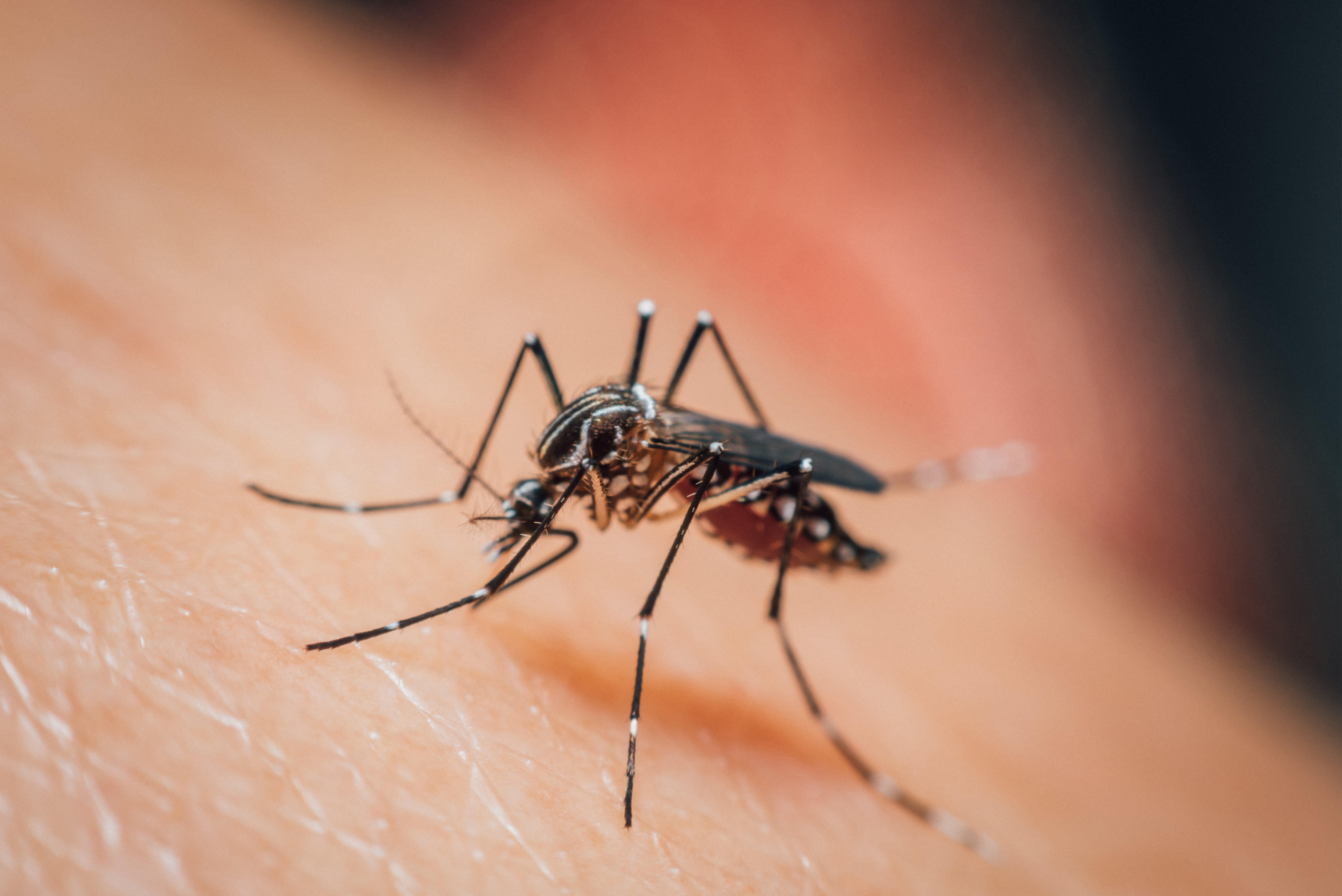 Aedes aegypti (mosquito) on human skin.