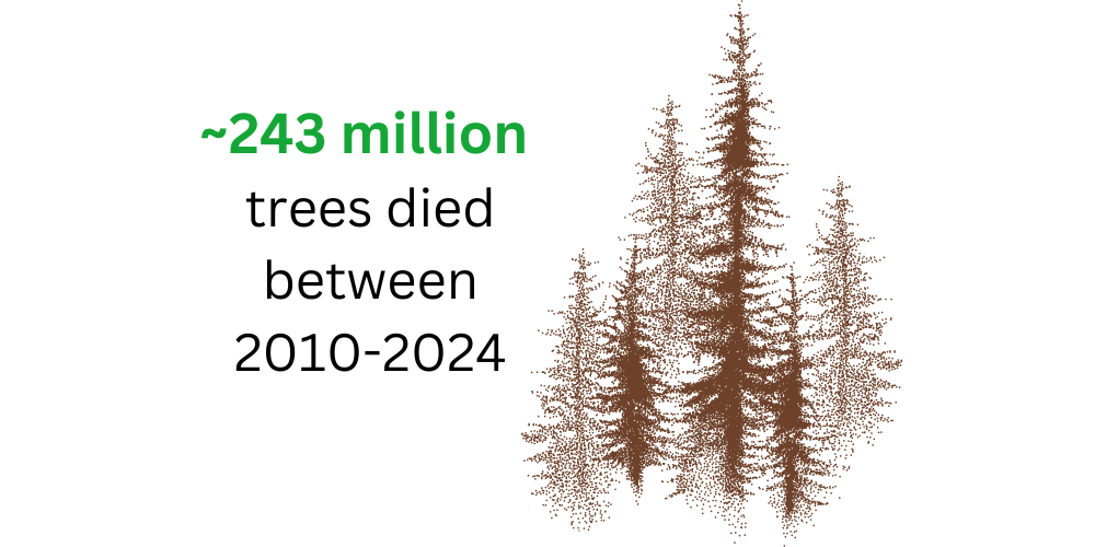 About 243 million trees died between 2010 and 2024