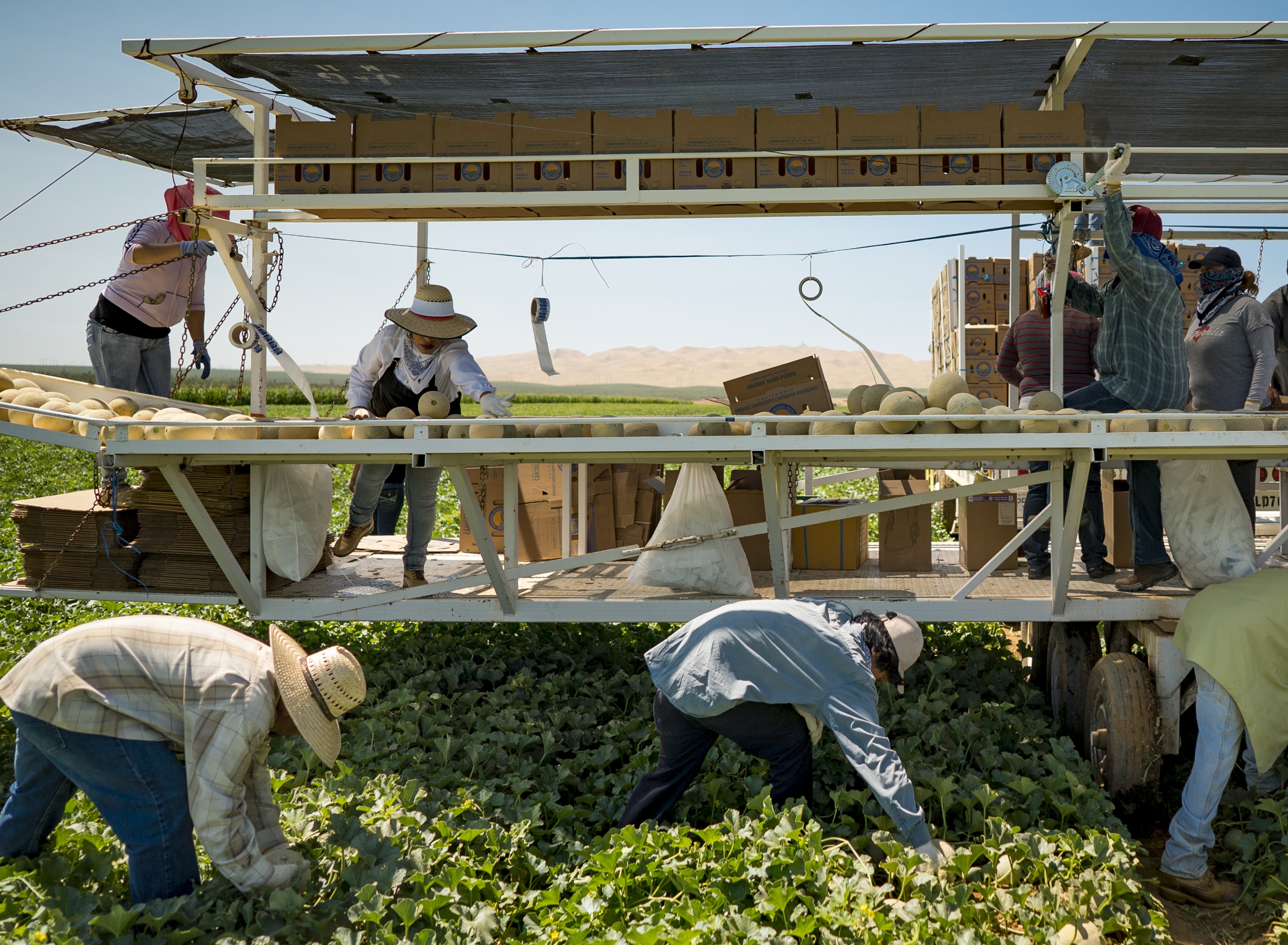 Farm workers picking crops in the heat.