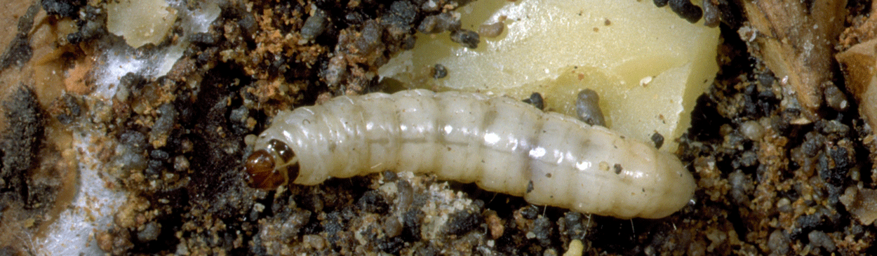 A cream-colored, worm. It has a crescent-shaped sclerite on each side of the second body segment behind the head. As the worm matures, the head becomes reddish brown.