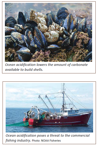 Top photograph shows mussels. Lower photograph shows a commercial fishing boat.