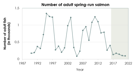 Number of adult spring-run salmon have flat-lined from 2017 to 2022