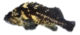 Black and Yellow Rockfish