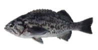 Blue Rockfish