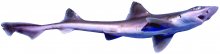 brown smoothhound shark