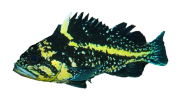 China Rockfish