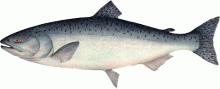 chinook (king) salmon