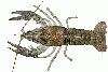 northern crayfish