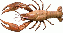 red swamp crayfish